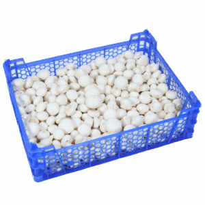 Champignons (3 kg)