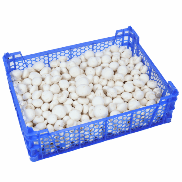 Champignons (3 kg)