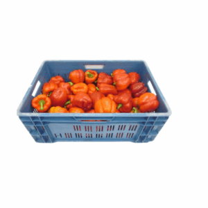 Paprika Rood (10 kg)