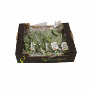 Basilicum 50 Gr/St