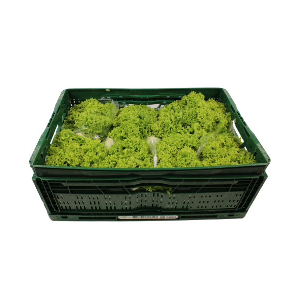 Lollo Bionda (12 stuks)