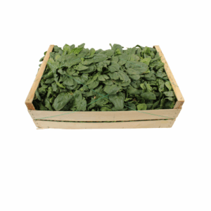 SPINAZIE WILD UNICA VERA 5 KG