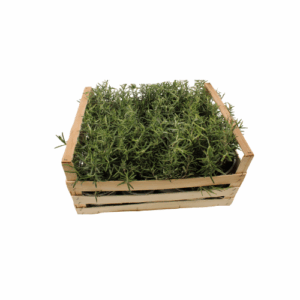 ROZAMERIJN POT X 12 STUKS