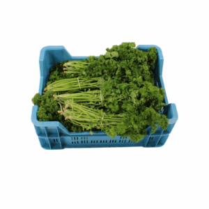 PETERSELIE KRUL X 12 BOS