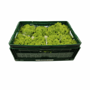 LOLLO BIONDA 12 STUKS