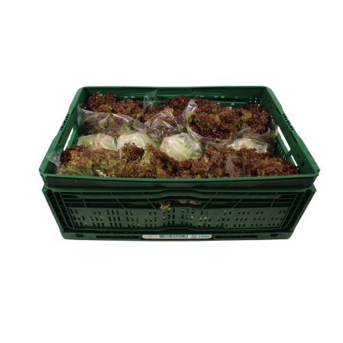 LOLLO ROSSO 12 STUKS