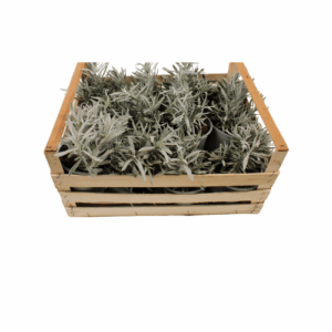 LAVAENDEL POT X 12 STUKS