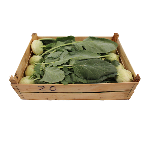 KOOLRABI UNICA VERA 20 STUKS
