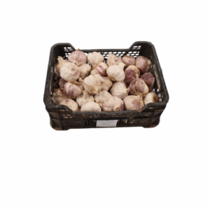 KNOFLOOK ROZE/PAARS 4 KG MAAT 60+