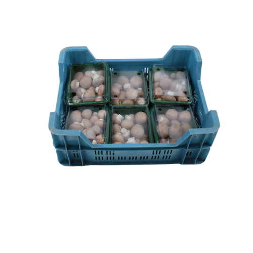 CHAMPIGNON KANSTANJE 6 STUKS VERPAKT