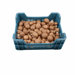 CHAMPIGNON KASTANJE 3 KG