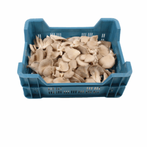 CHAMPIGNON OESTERZWAM 1,5 KG