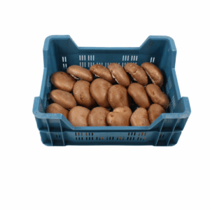 CHAMPIGNON PORTOBELLO 1,5 KG