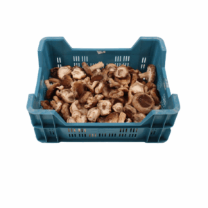 CHAMPIGNON SHIITAKE 1,5 KG