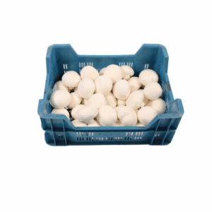 CHAMPIGNON WIT 3 KG