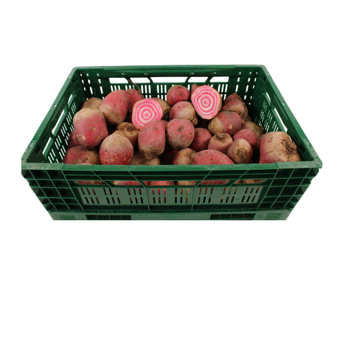 BIETEN SHIOGGIA 20 KG