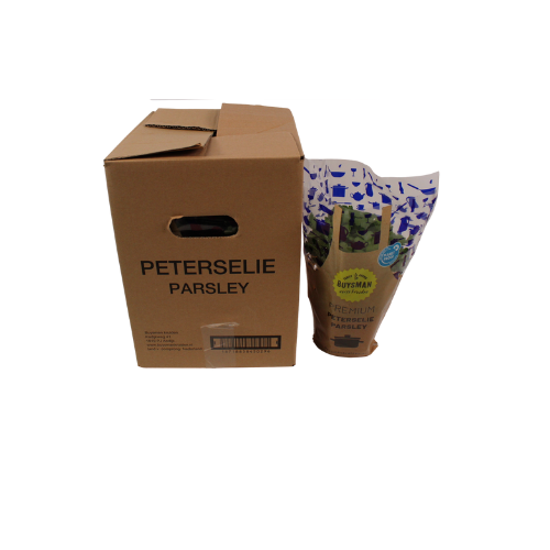 BLADPETERSELIE IN POT X4 STUKS