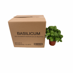 BASILICUM IN POT X6 STUKS