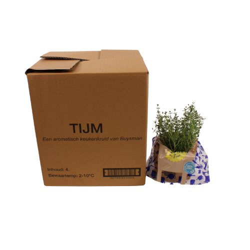 TIJM IN POT X4 STUKS