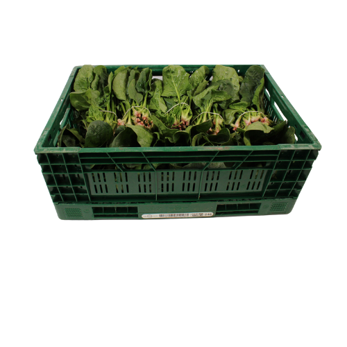 SPINAZIE WILD 10 BOS